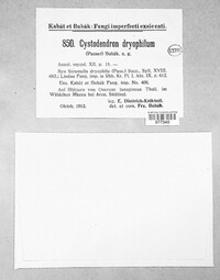Cystodendron dryophilum image